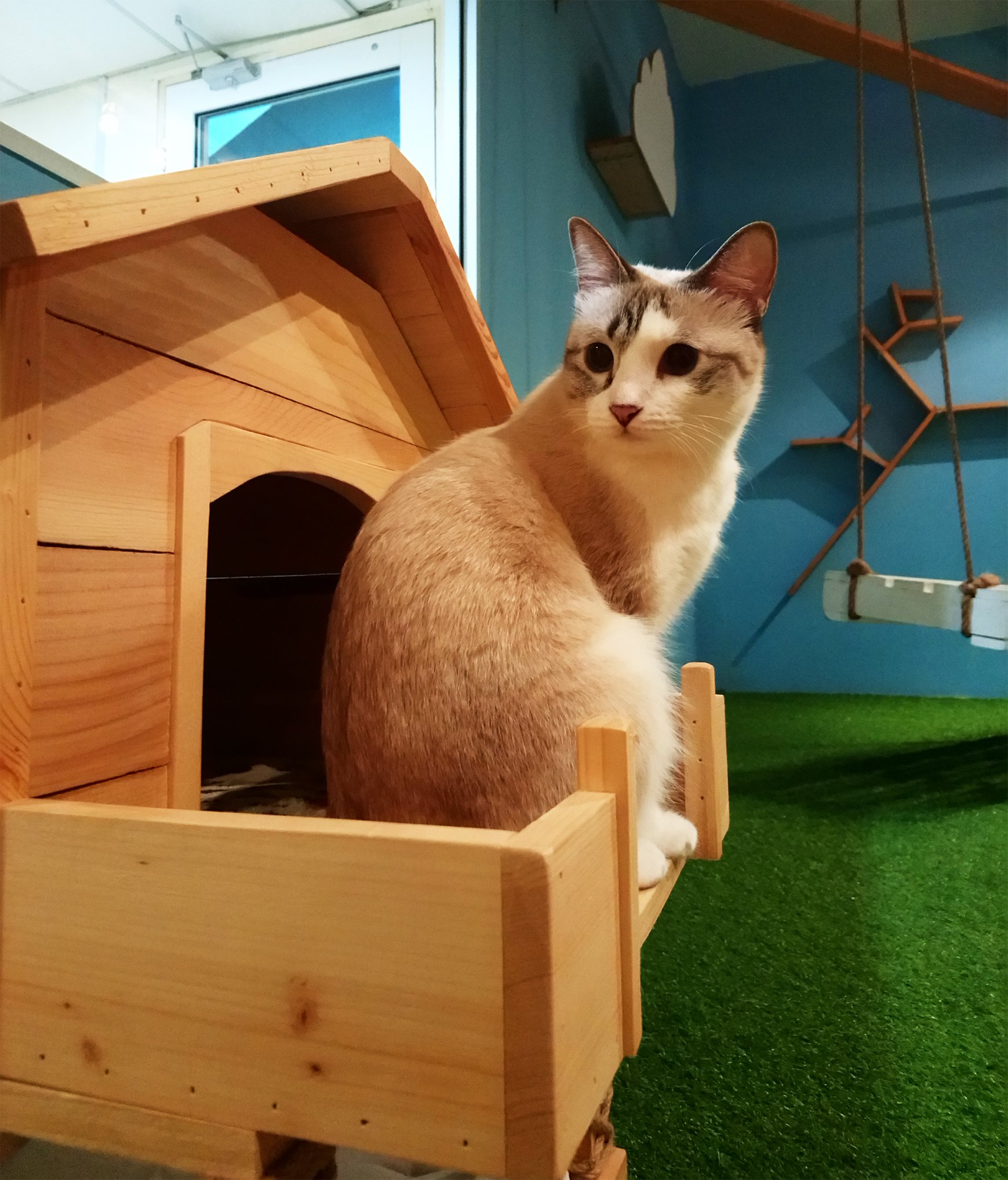 5 Best Pet Cafes to indulge your love for furry animals at Klang Valley! | OnlyFoodKL